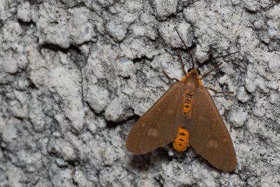 Dysauxes famula (běloskvrnáč jižní), HR, Jablanac