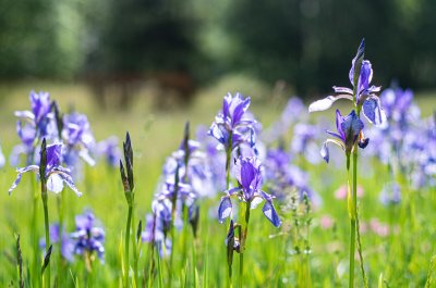 kosatec sibiřský, Přírodní park Rakovecké údolí