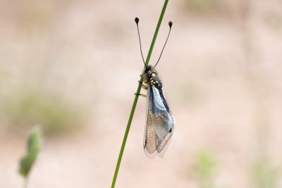 ploskoroh žlutý, HR, Cesarica