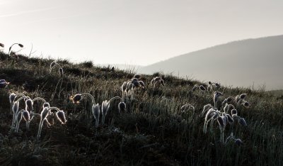 koniklec velkokvětý, Malhostovická pecka