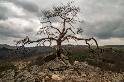starý strom u Vodanský kopec