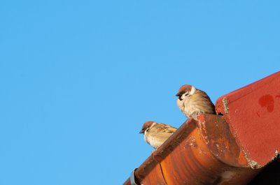 vrabec polní, Bystrc