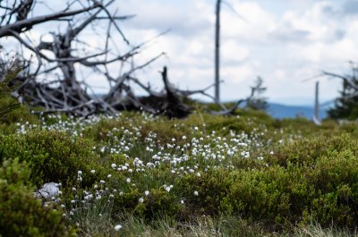 Králický Sněžník