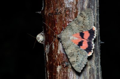 Catocala puerpera (stužkonoska vzácná), Hrušovany u Brna