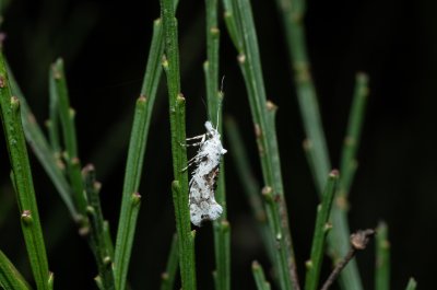Ypsolopha asperella (člunkovec bělavý), PP Zlobice