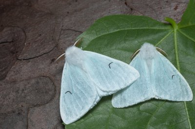 Arctornis l-nigrum (bekyně černé L), Augšperský potok