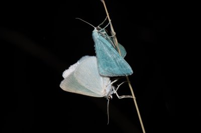 Pseudoterpna pruinata (zelenopláštník janovcový), Kývalka