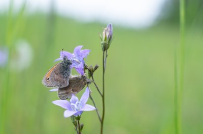 Coenonympha pamphilus (okáč poháňkový), PR Biskoupský kopec