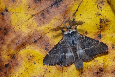 Poecilocampa populi (bourovec topolový), Žebětín